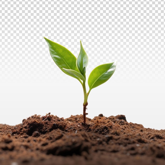 PSD young plant in soil isolated on transparent background