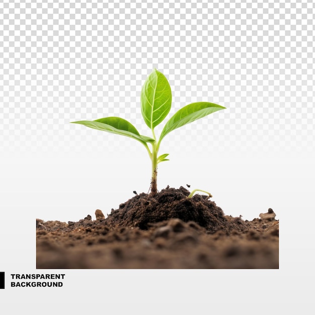 PSD young plant in soil isolated on transparent background