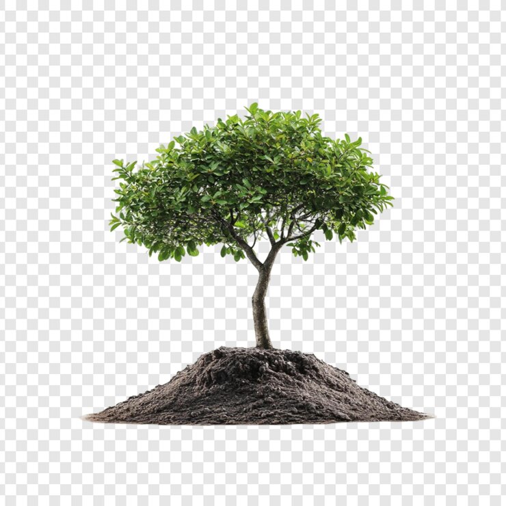 PSD young tree planted in dark soil on white background new life growth nature environment