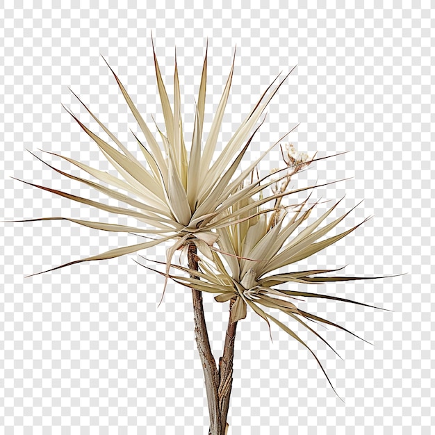 PSD yucca bloem png geïsoleerd op transparante achtergrond