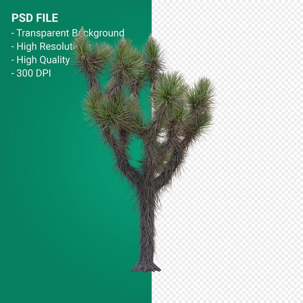 Yucca brevifolia 3d render geïsoleerd