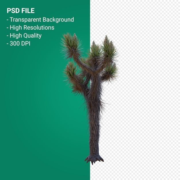 Yucca brevifolia 3d render geïsoleerd