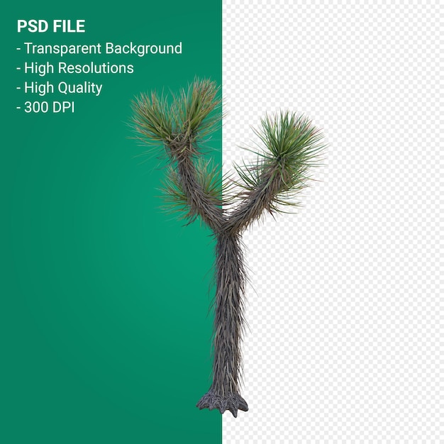 Yucca brevifolia 3d render isolato su sfondo trasparente