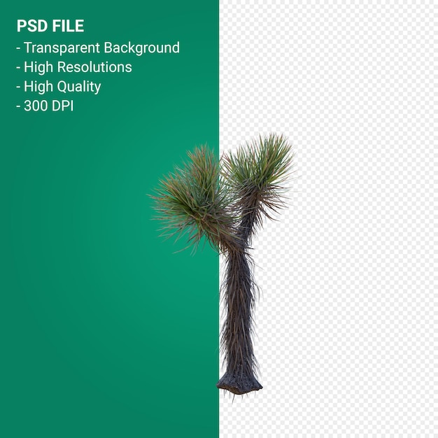PSD yucca brevifolia 3d rendering isolato