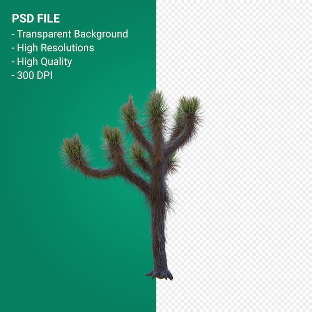 Yucca brevifolia 3d render isolated