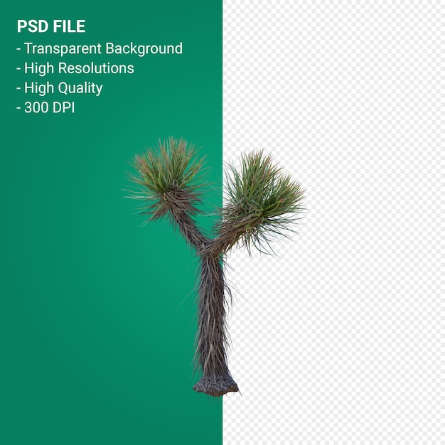 Yucca brevifolia 3d render isolated