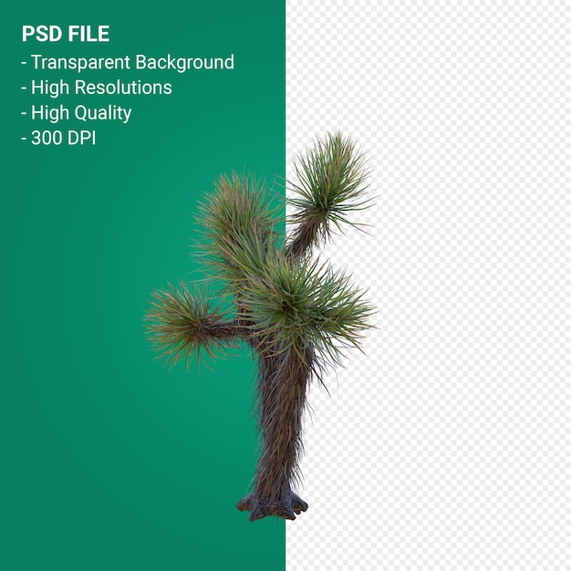 Yucca Brevifolia Renderowania 3d Na Przezroczystym Tle