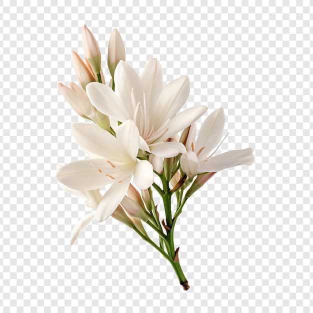 PSD yucca flower isolated on transparent background