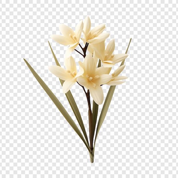 PSD 透明な背景に分離されたユッカの花 png