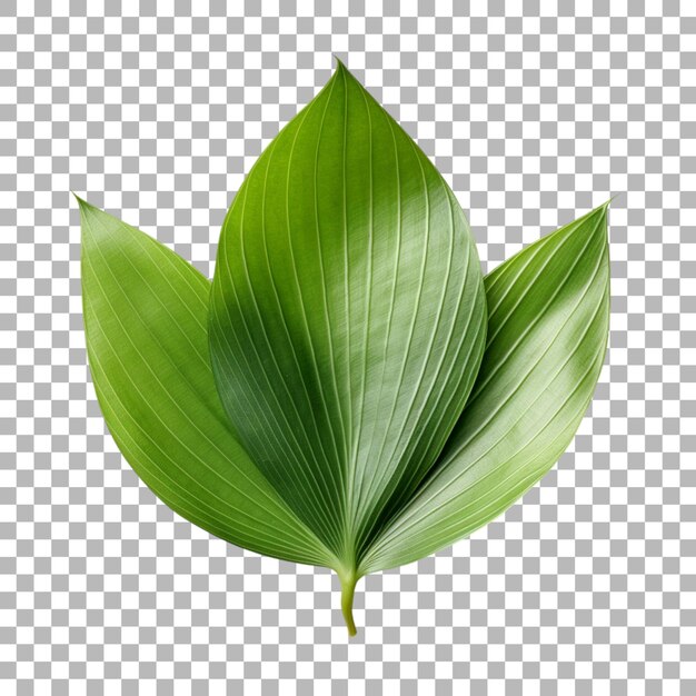 PSD yucca leaf on transparent background