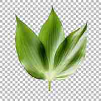 PSD yucca leaf on transparent background