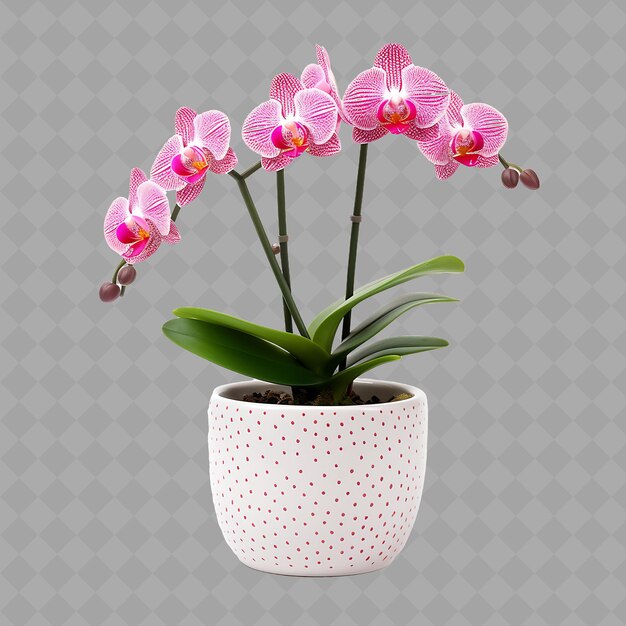 PSD z2 an orchid in a ceramic pot with aboriginal dot design on a s isolated green tree for home decor