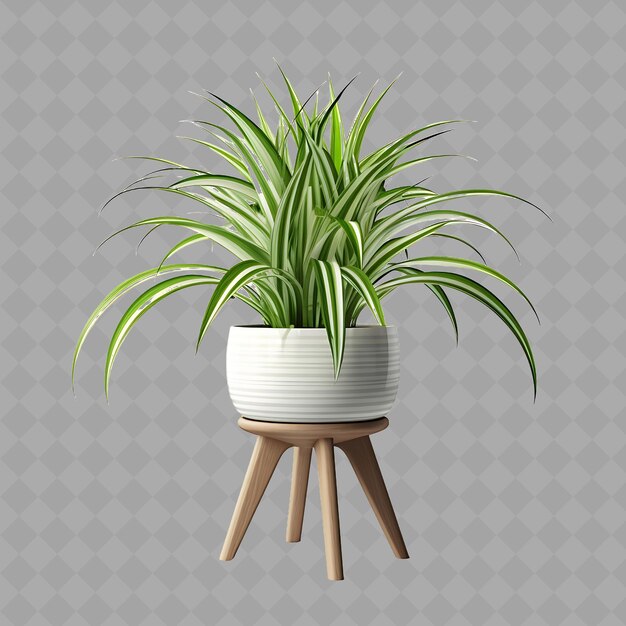 PSD z2 spider plant in a ceramic pot with tropical design on a ratt isolated green tree for home decor