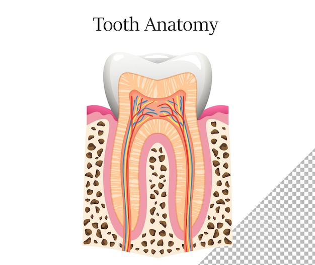 PSD ząb anatomia ząb policzkowy infografiki stomatologiczne