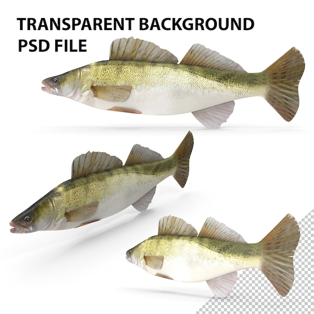 PSD pesce zander png