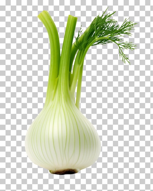 Żarówka feniku izolowana na przezroczystym tle png psd