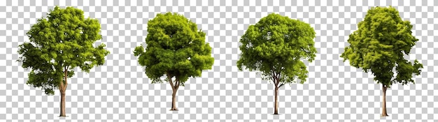 Zbiór Drzew Izolowanych Na Przezroczystym Tle Png Psd