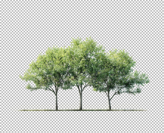 PSD zbiór drzew