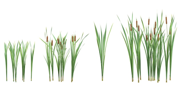 Zbiór roślin Typha na przezroczystym tle z góry
