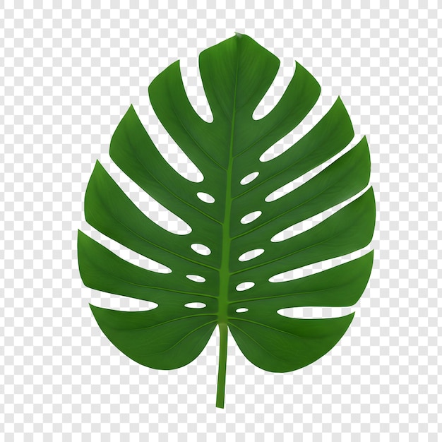 Zbliżenie żyjącego liścia Monstera z skomplikowanymi szczegółami