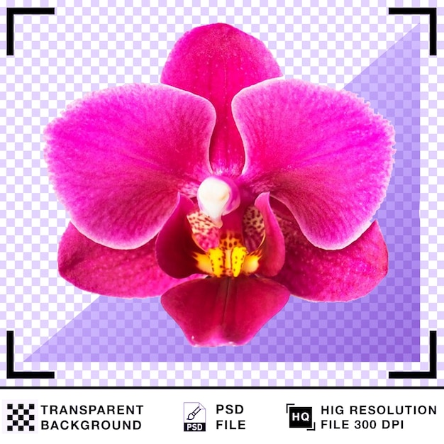 Zbliżenie żywej różowej kwiatki orchidei na przezroczystym tle
