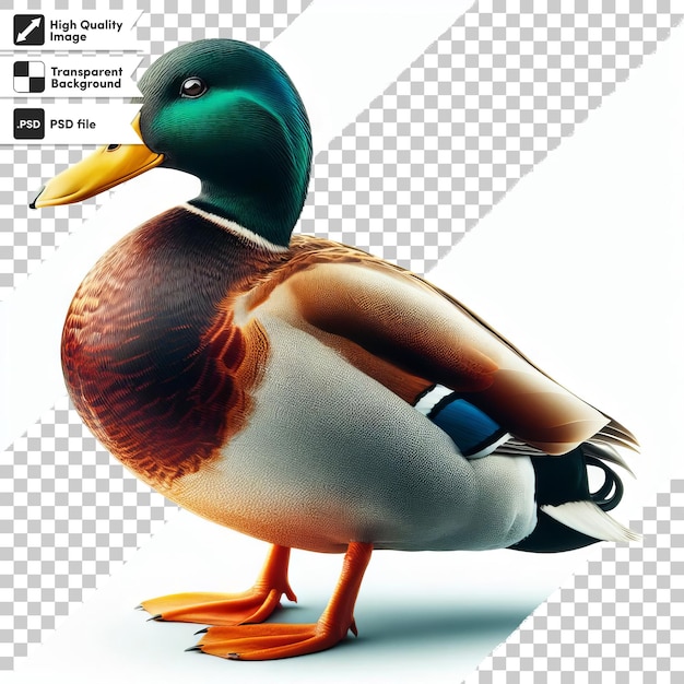 PSD zdjęcie kaczki z etykietą z napisem kaczka
