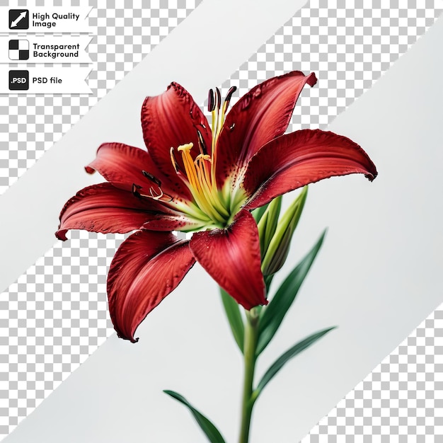 PSD zdjęcie kwiatu, na którym jest napisane gerbera
