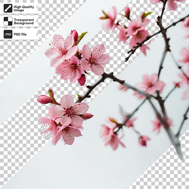PSD zdjęcie kwitnącego wiśniowego drzewa ze słowami wiosna