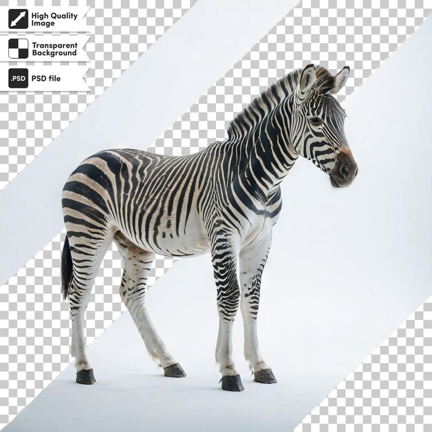 PSD zdjęcie zebry, na którym jest słowo zebra