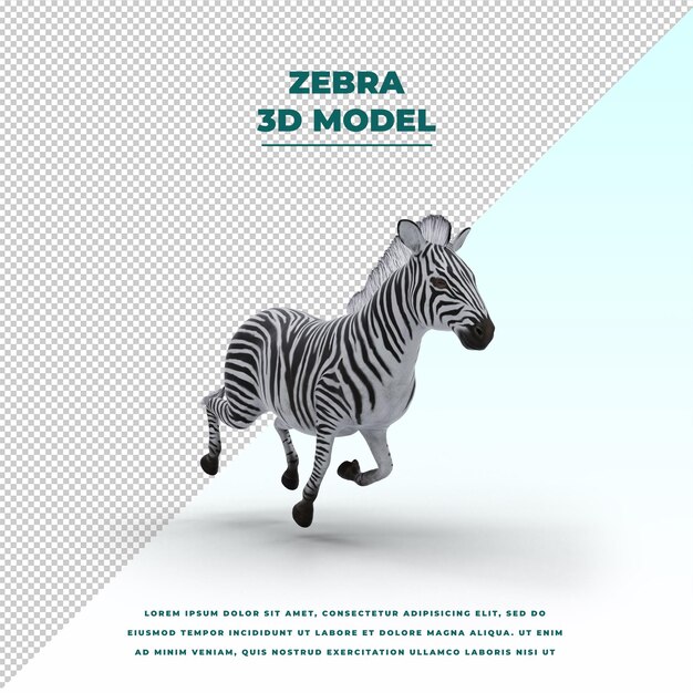 Zebra isolated