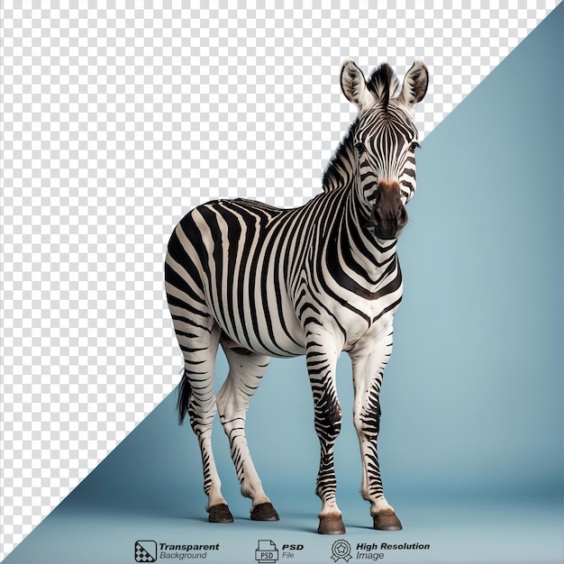 Zebra Na Przezroczystym Tle