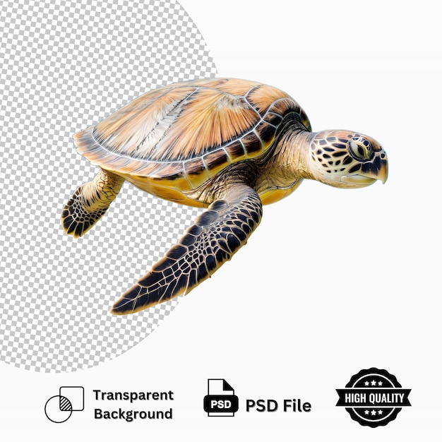 Zeeschildpad zwemt geïsoleerd op een doorzichtige achtergrond