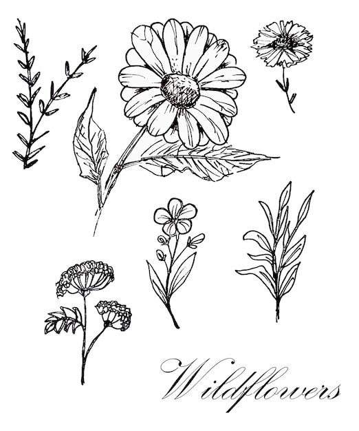 PSD zestaw botanicznych listów, rysunków dzikich kwiatów, rysunek dzikich kwiatów
