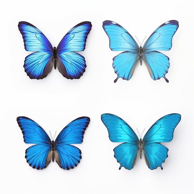 Zestaw czterech pięknych niebieskich motyli Cymothoe excelsa izolowanych na białym tle