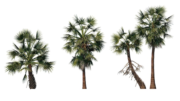 PSD zestaw drzew palmowych odizolowanych na przezroczystej tle