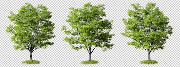 Zieleń Drzew Leśnych Kształty Zestaw Wycinanka Przezroczyste Tła Renderowania 3d