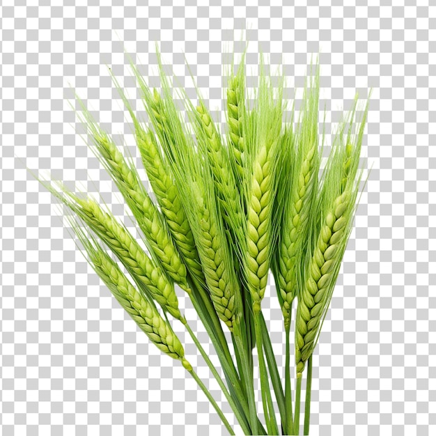PSD zielona pszenica izolowana na przezroczystym tle