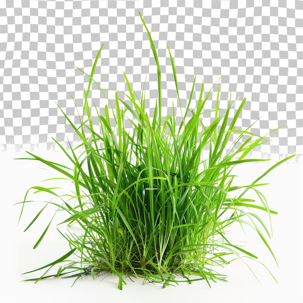 PSD zielona trawa rośnie na białym tle z białym tłem