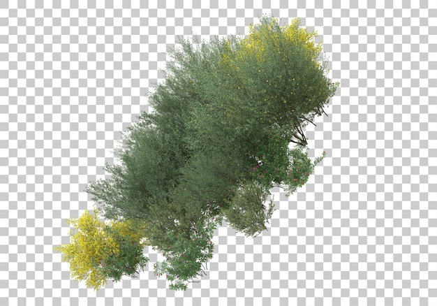 Zielone Krzewy Na Przezroczystym Tle Ilustracja Renderowania 3d