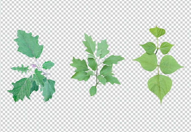 PSD zielone liście pakiet na białym tle liście izolowane zestaw zielone liście roślina eko przyroda gałąź drzewa