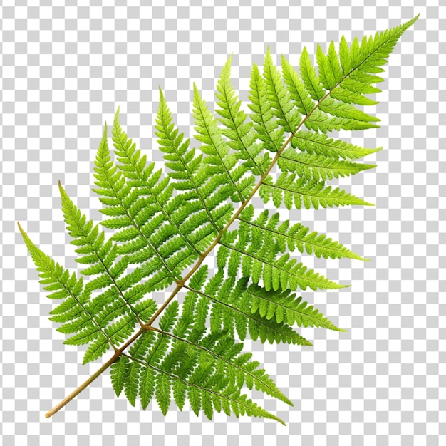 PSD zielone liście paprocie tropikalnej rośliny izolowane na przezroczystym tle