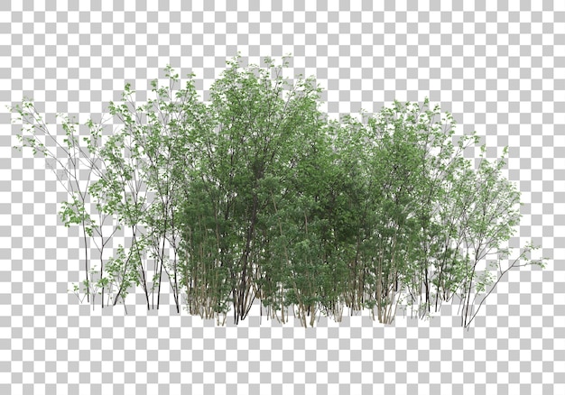 Zielone Rośliny Z Przezroczystym Tłem Renderowania Ilustracji 3d