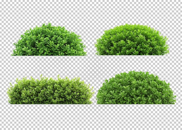 PSD zielony krzew izolowany tło przezroczyste