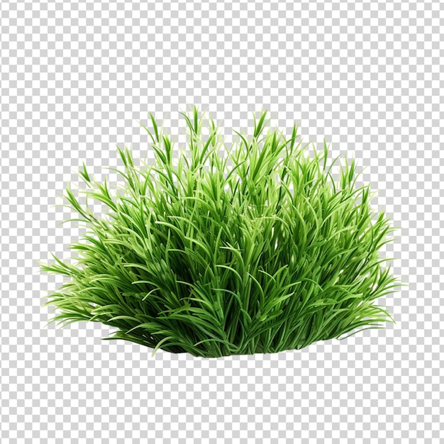 PSD zielony krzew z trawą odizolowany na przezroczystym tle