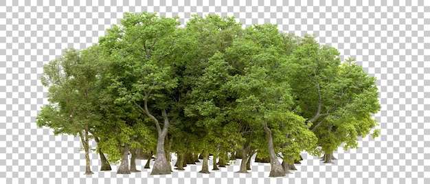 Zielony Las Izolowany Na Przezroczystym Tle Ilustracja Renderowania 3d