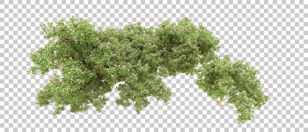 PSD zielony las izolowany na tle ilustracji renderowania 3d