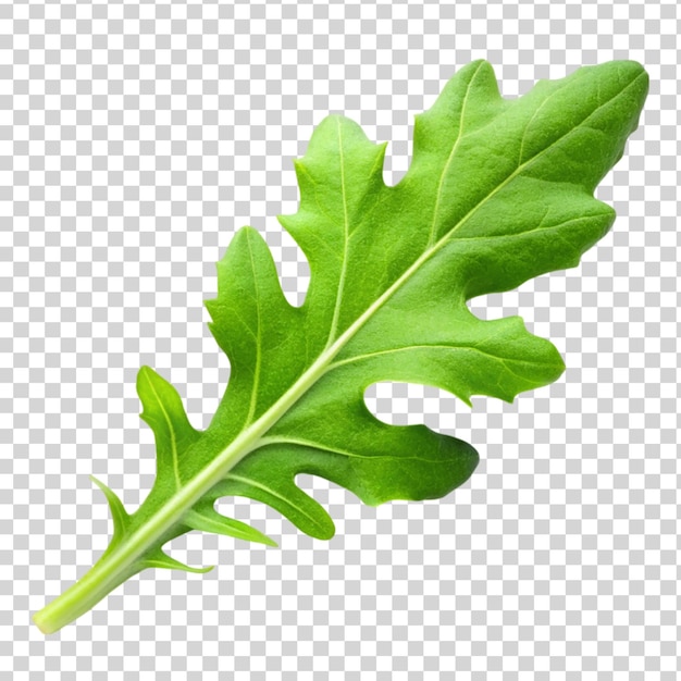 PSD zielony liść aruguli izolowany na przezroczystym tle