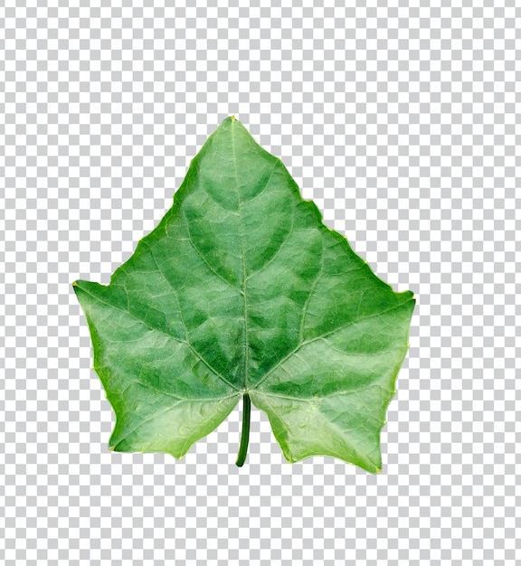 PSD zielony liść bodhi organiczny liść liście bodhi z przezroczystym tłem