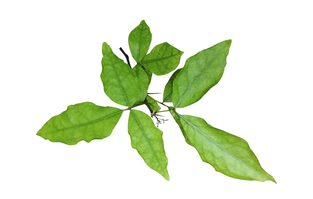 PSD zielony liść marmelos aegle jest pokazany na białym tle drewno jabłko pozostawia roślinę o zielonych liściach