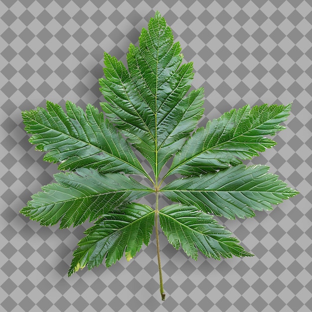 PSD zielony liść rośliny z słowem pietruszka